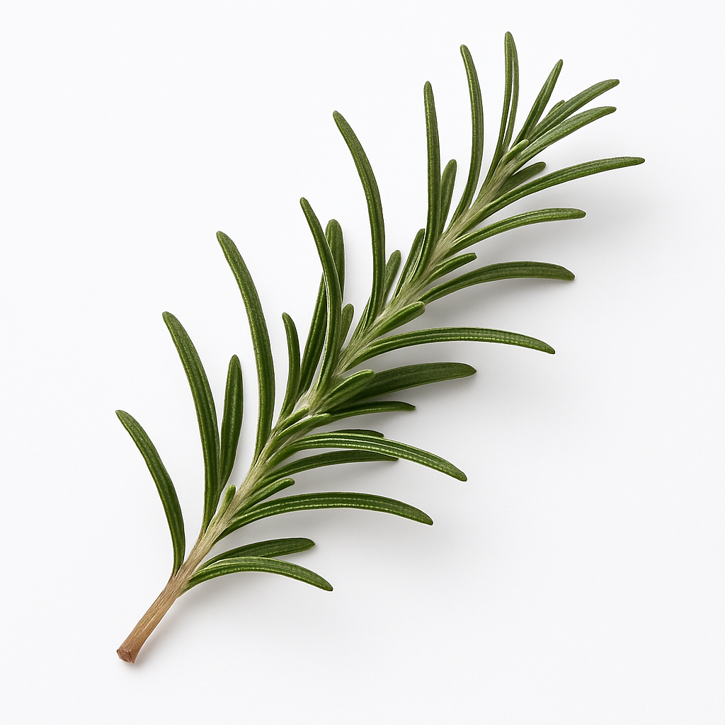 Rosemary Extract